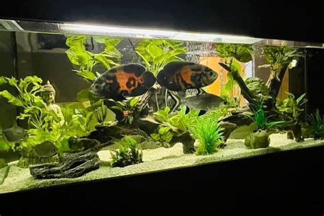 oscar lotto fish|Oscar Fish: Care, Tank Size, Food, Tank Mates, And Diseases.